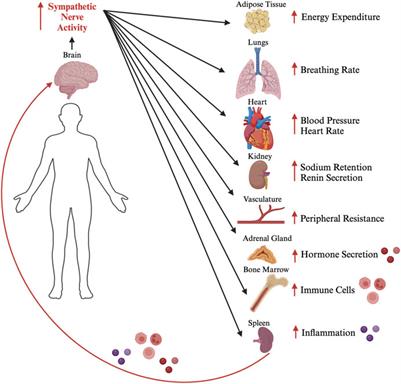 Editorial: The neuroendocrine, autonomic and neuroinflammatory stress axes in cardiometabolic disease